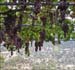 Cyprus2004_07_Grapes_05